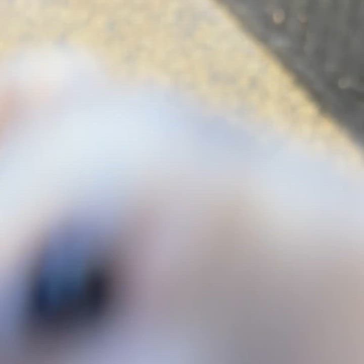 Enlarge Bonnie & Clyde (bonded pair), an adopted Ferret in Fairmont, MN video 2/6