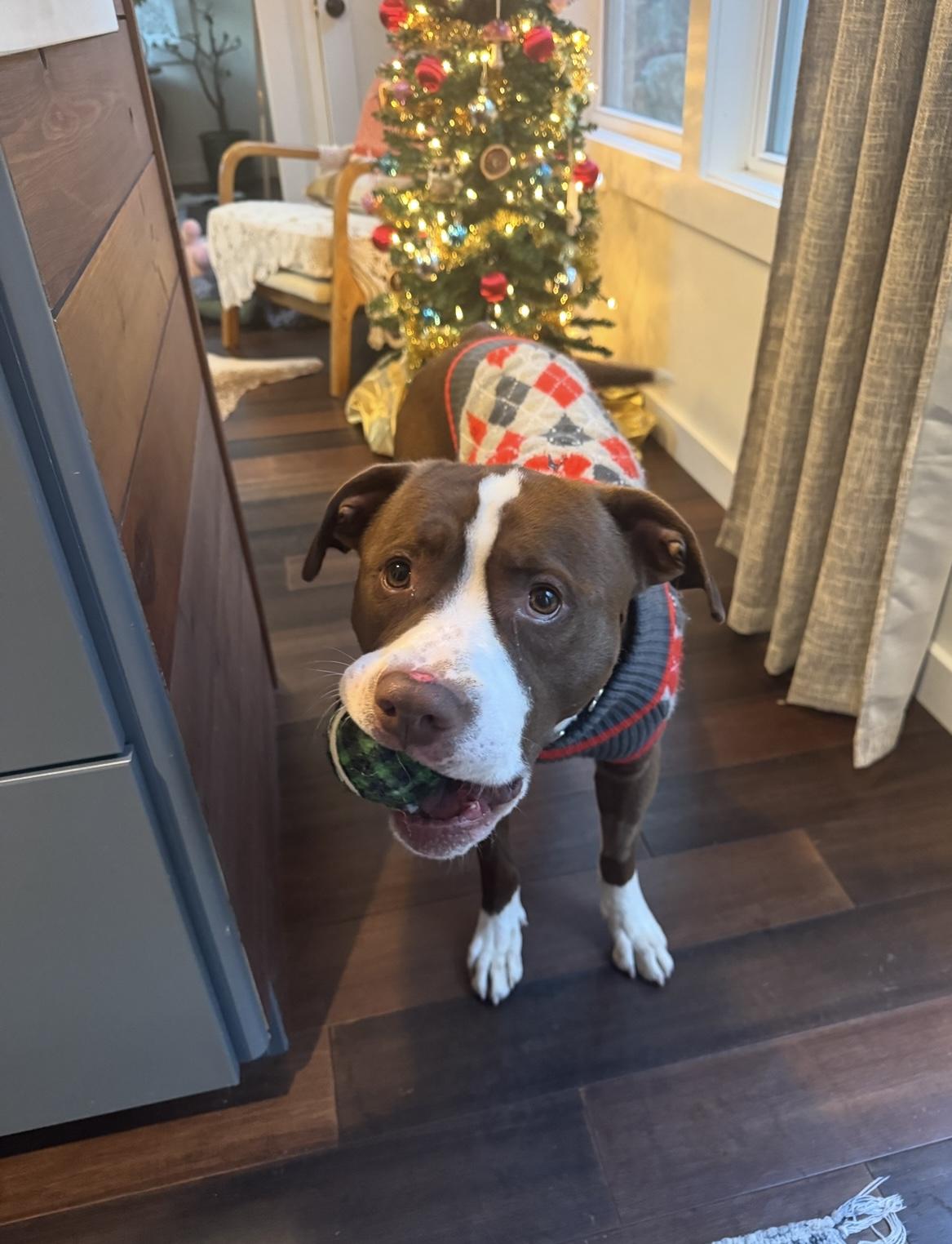 Acorn, Adoptable, Adult Male Pit Bull Terrier.