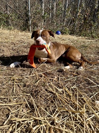 Acorn, a Adoptable Pit Bull Terrier in Marshall, NC image 2/3