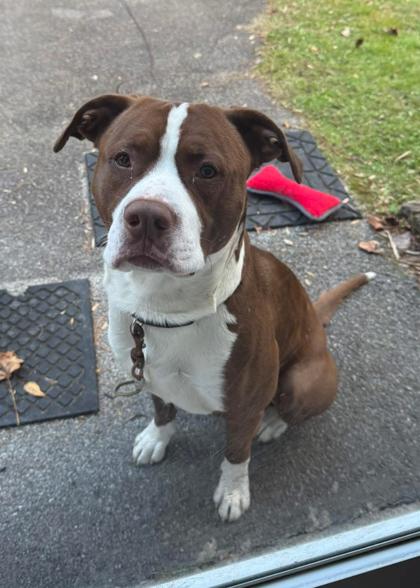 Acorn, a Adoptable Pit Bull Terrier in Marshall, NC image 3/3