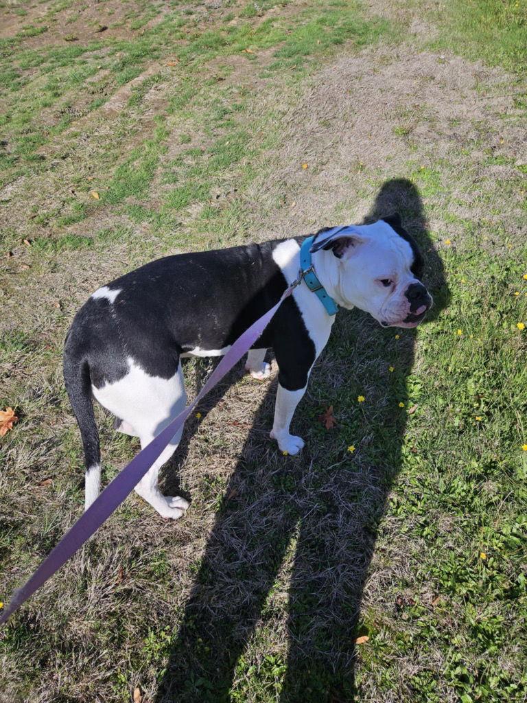 Bellatrix, Adoptable, Young Female American Bulldog.