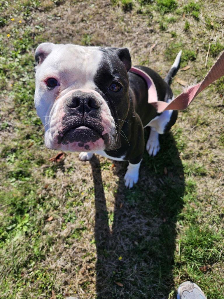 Bellatrix, a Adoptable American Bulldog in Battle Ground, WA image 2/3