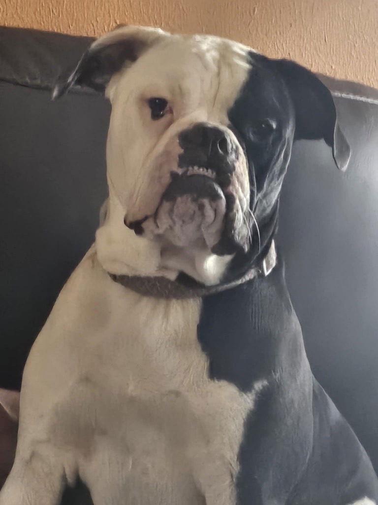 Bellatrix, a Adoptable American Bulldog in Battle Ground, WA image 3/3