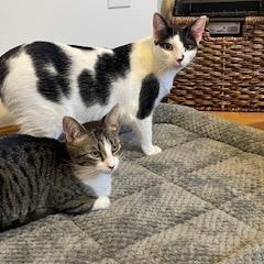 Frisk, Adoptable, Young Female Domestic Short Hair.