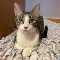 Enlarge Frisk, a Adoptable Domestic Short Hair in Buffalo, MN image 2/6