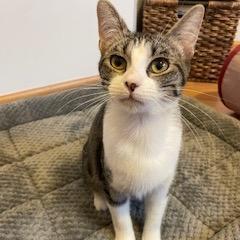 Enlarge Frisk, a Adoptable Domestic Short Hair in Buffalo, MN image 3/6