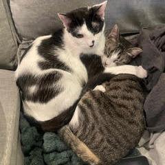 Enlarge Frisk, a Adoptable Domestic Short Hair in Buffalo, MN image 4/6