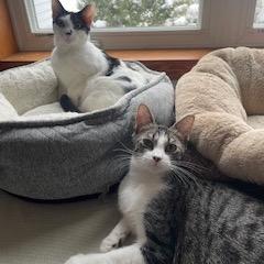 Enlarge Frisk, a Adoptable Domestic Short Hair in Buffalo, MN image 5/6