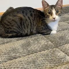 Enlarge Frisk, a Adoptable Domestic Short Hair in Buffalo, MN image 6/6