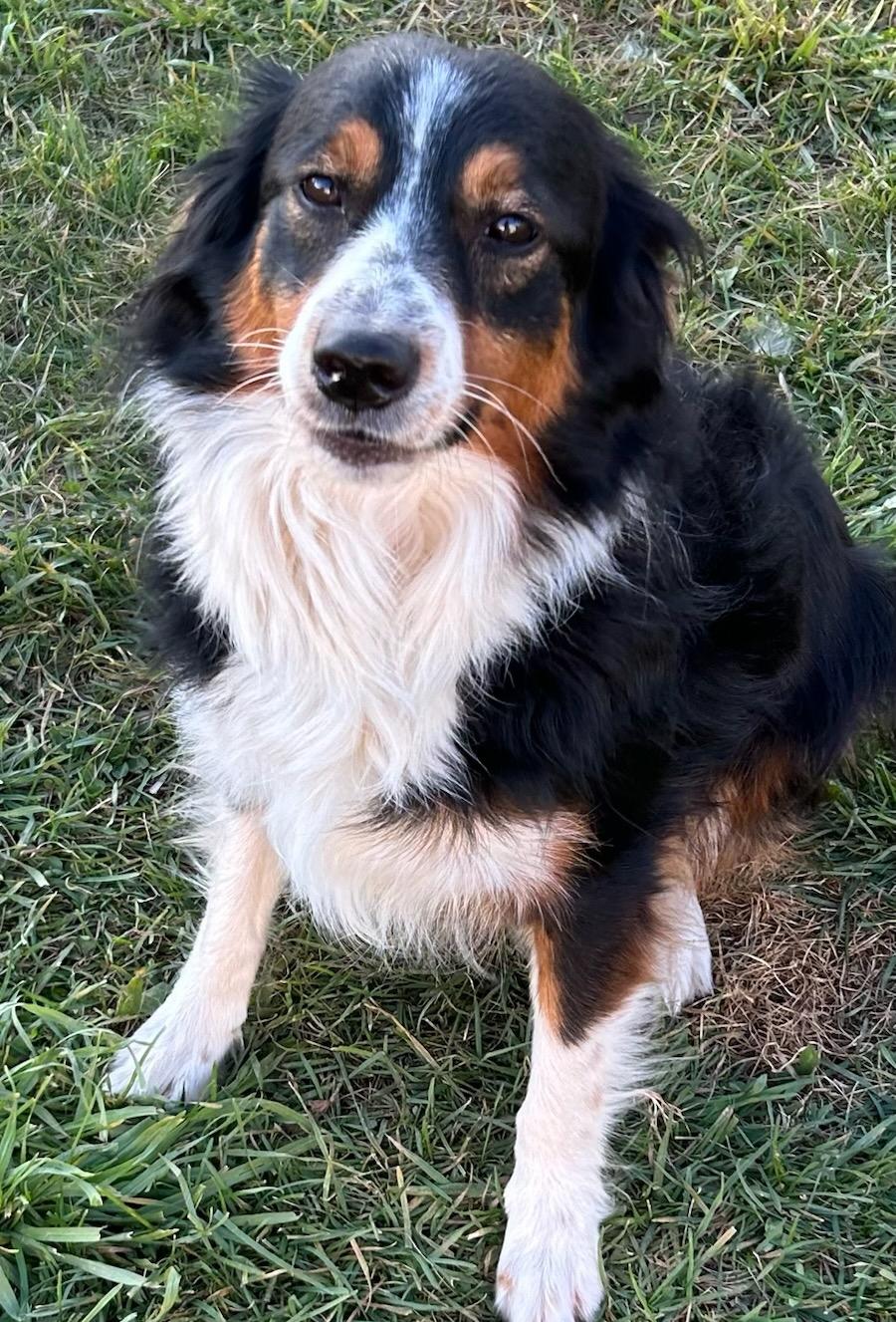 Enlarge Bear, a Adoptable mixed breed in Traverse City, MI image 2/2
