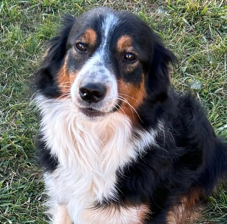 Bear, Adoptable, Adult Male Australian Shepherd.