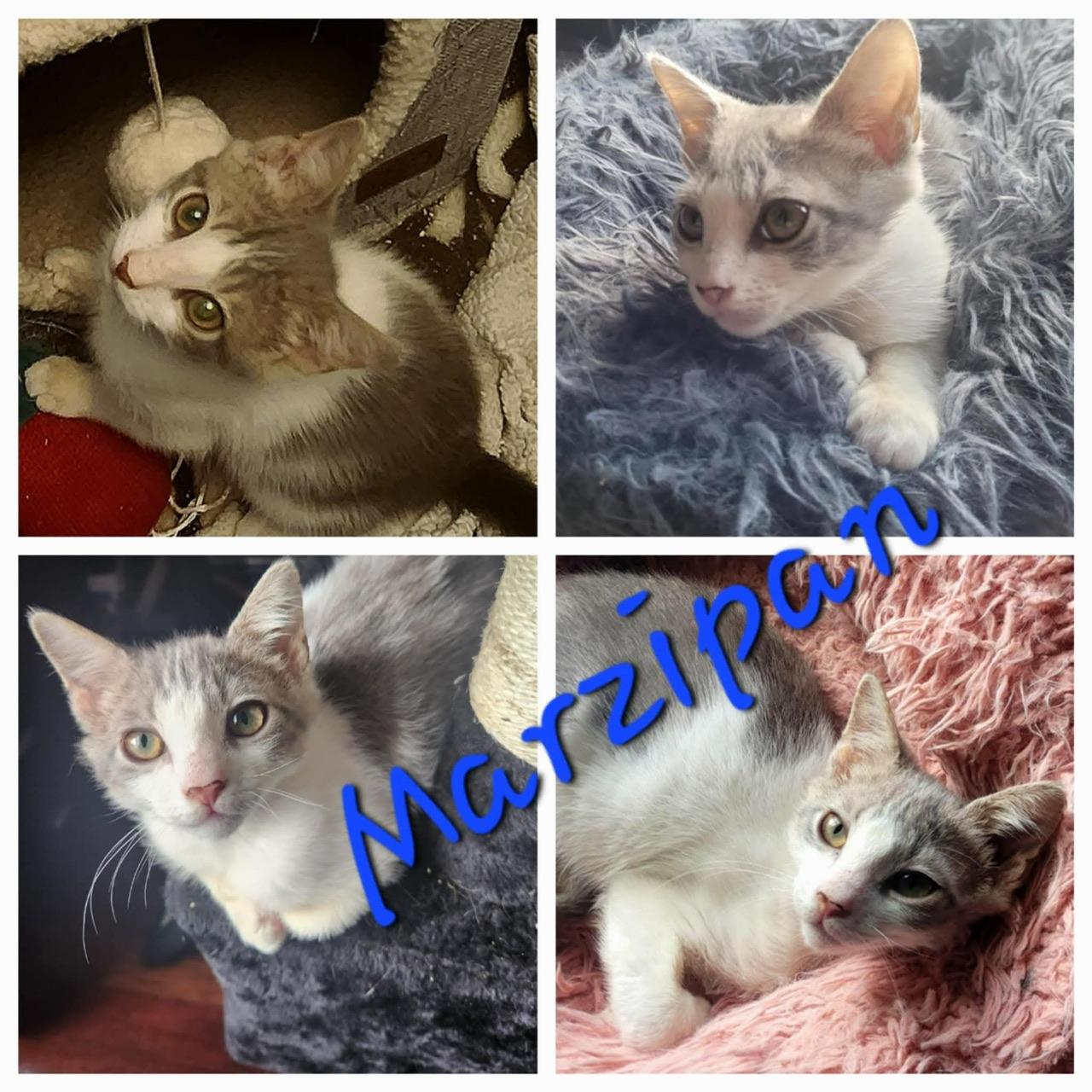 Marzipan, a Adoptable Domestic Medium Hair in Hollister, CA image 1/4