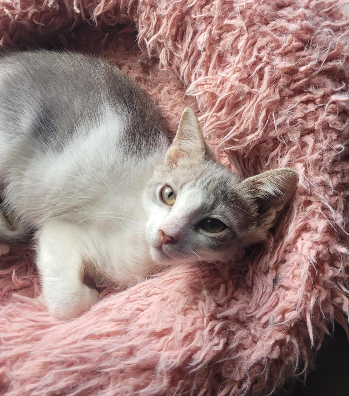 Marzipan, a Adoptable Domestic Medium Hair in Hollister, CA image 3/4