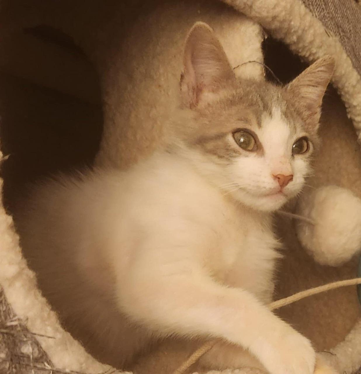 Marzipan, a Adoptable Domestic Medium Hair in Hollister, CA image 4/4