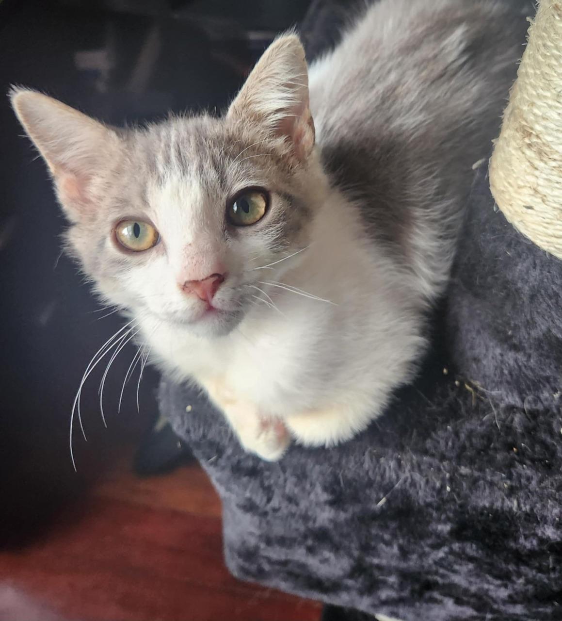Marzipan, a Adoptable Domestic Medium Hair in Hollister, CA image 2/4