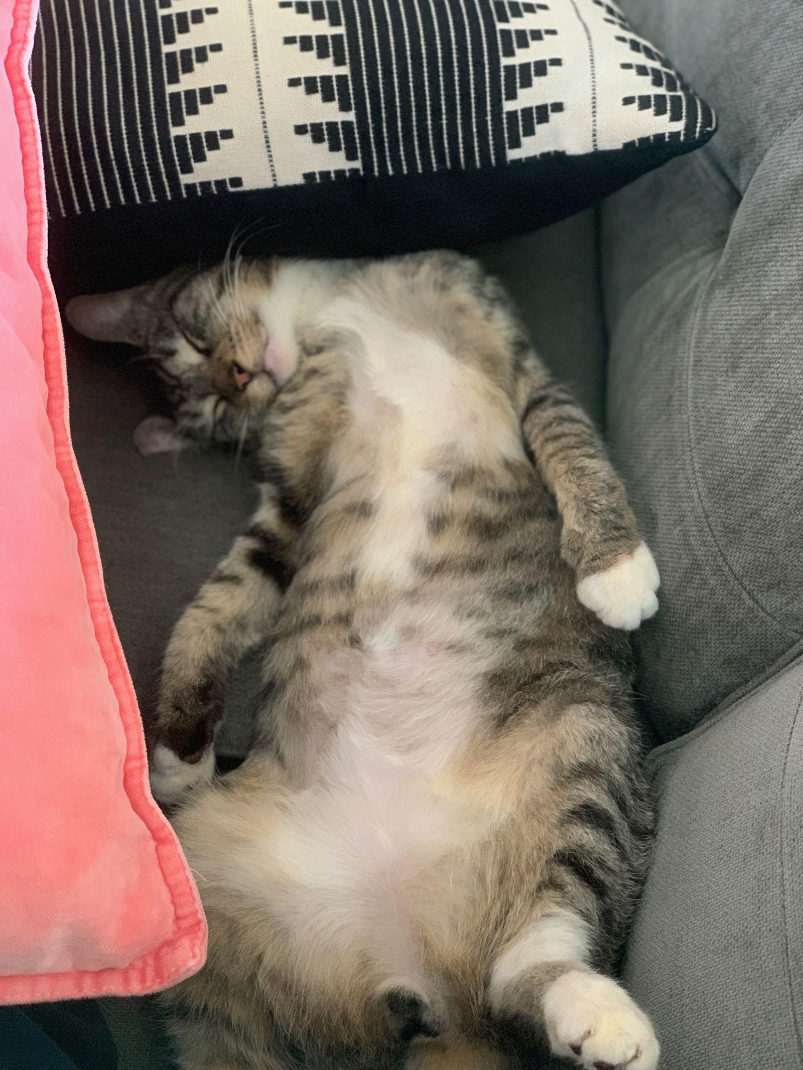 Enlarge Roger, a Adoptable Domestic Short Hair in Tampa, FL image 1/3