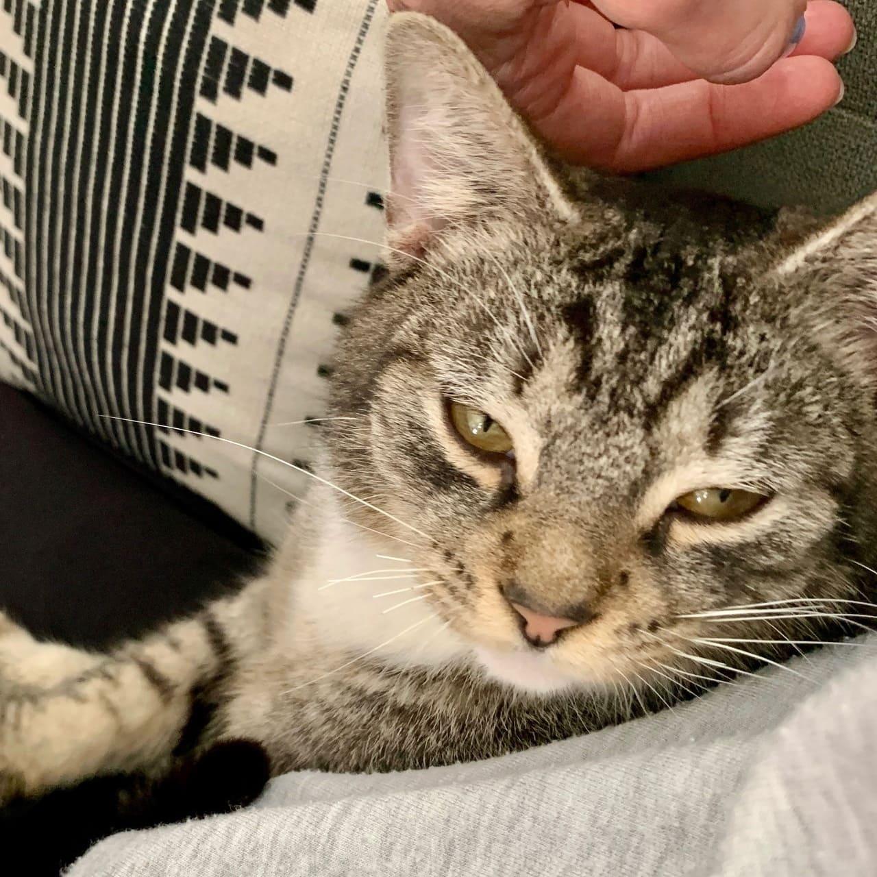 Enlarge Roger, a Adoptable Domestic Short Hair in Tampa, FL image 2/3