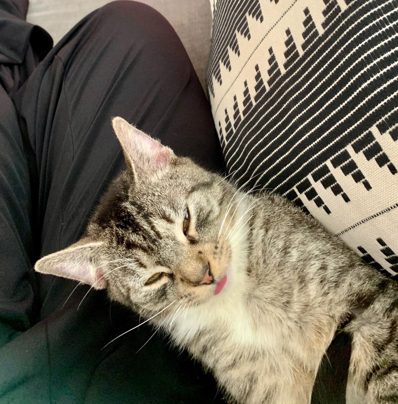 Enlarge Roger, a Adoptable Domestic Short Hair in Tampa, FL image 3/3