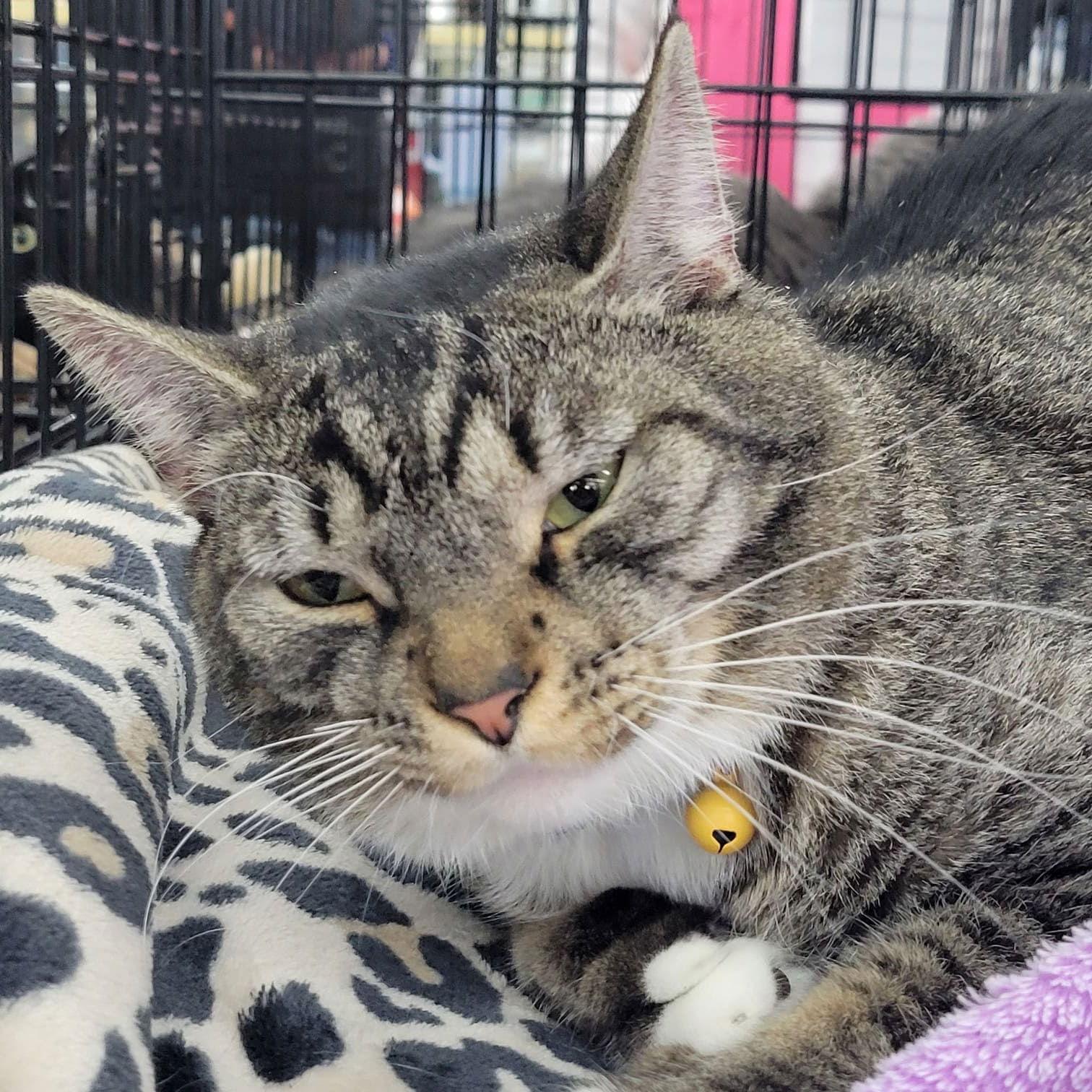 Roger, a Adoptable Domestic Short Hair in Tampa, FL image 3/3