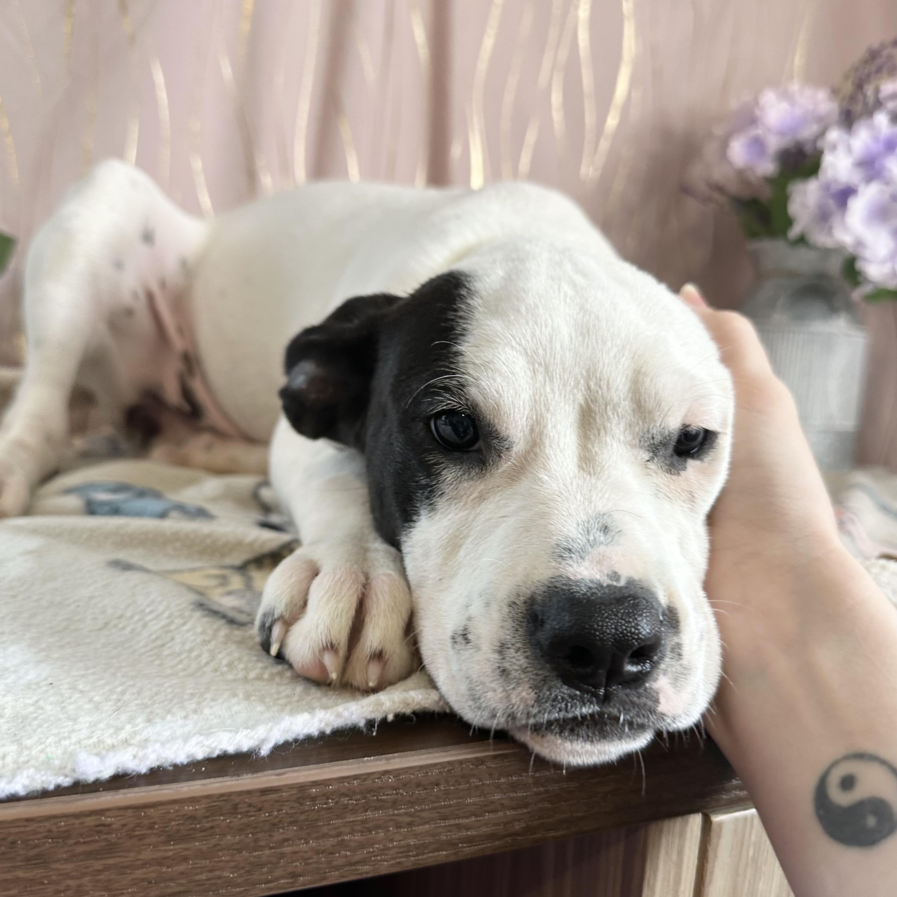 Enlarge Acadian, a Adoptable mixed breed in Claremont, NH image 4/6