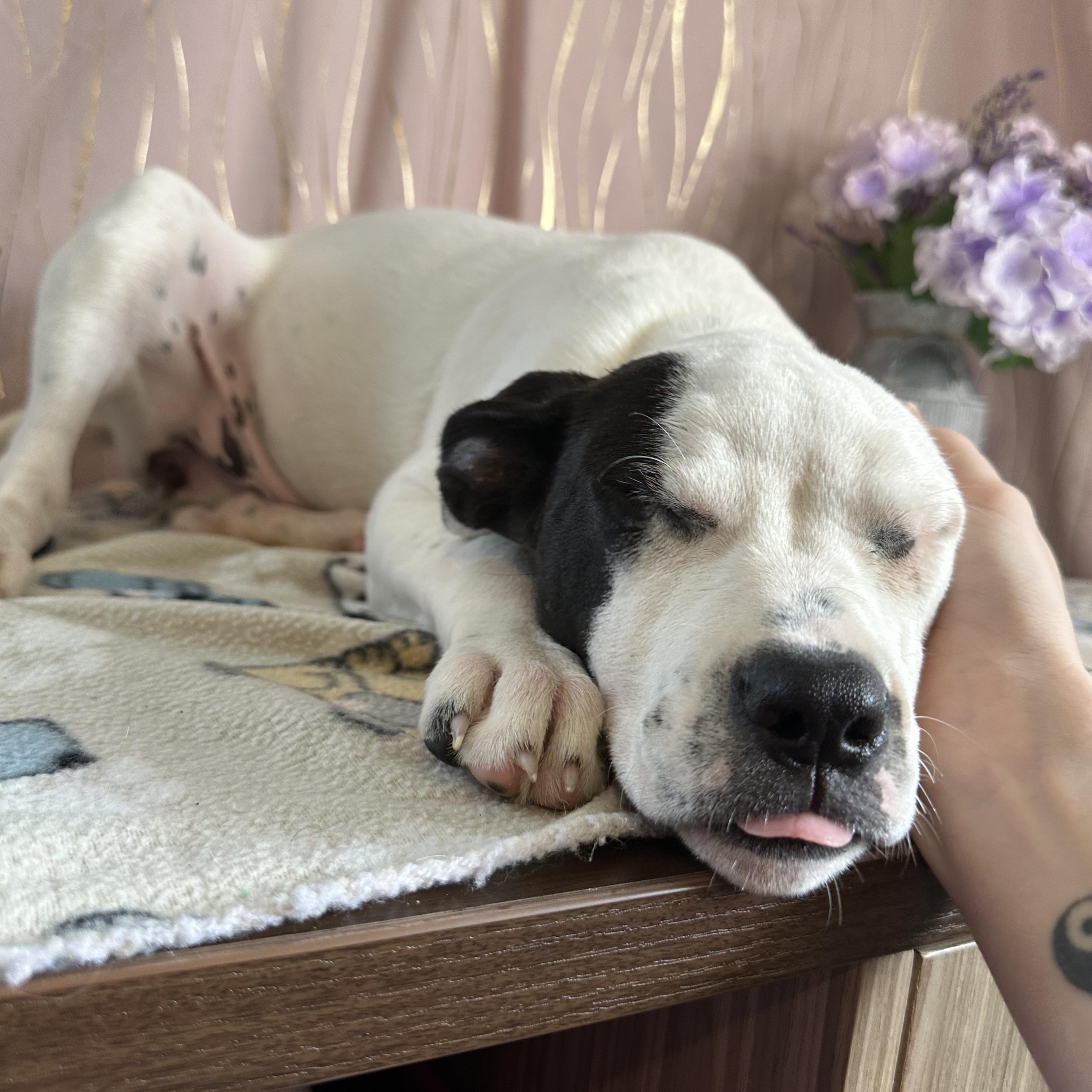 Enlarge Acadian, a Adoptable mixed breed in Claremont, NH image 6/6