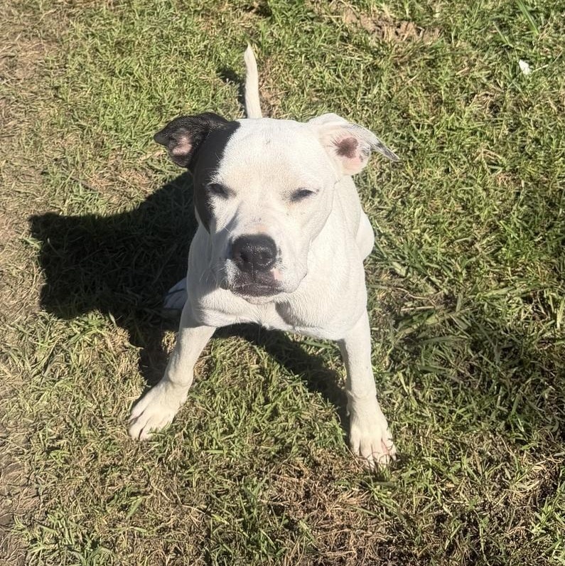 Enlarge Acadian, a Adoptable mixed breed in Claremont, NH image 2/6