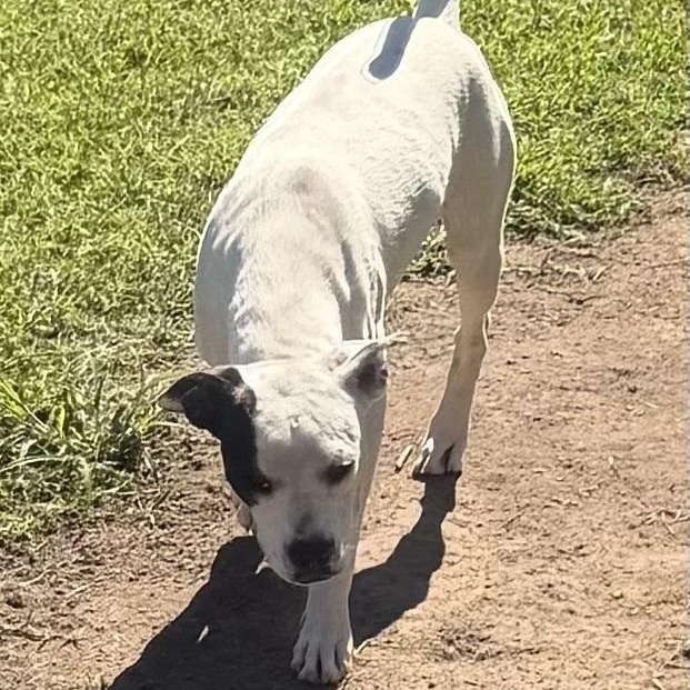 Enlarge Acadian, a Adoptable mixed breed in Claremont, NH image 3/6