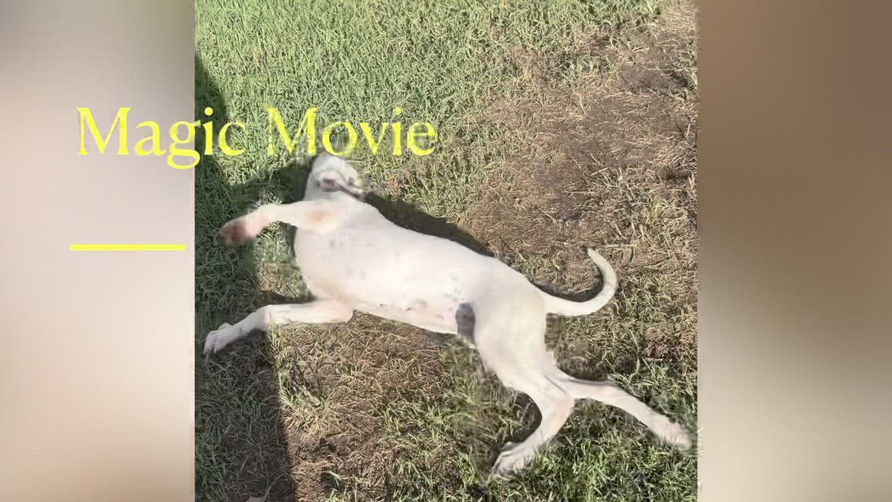 Enlarge Acadian, a Adoptable mixed breed in Claremont, NH video 5/6
