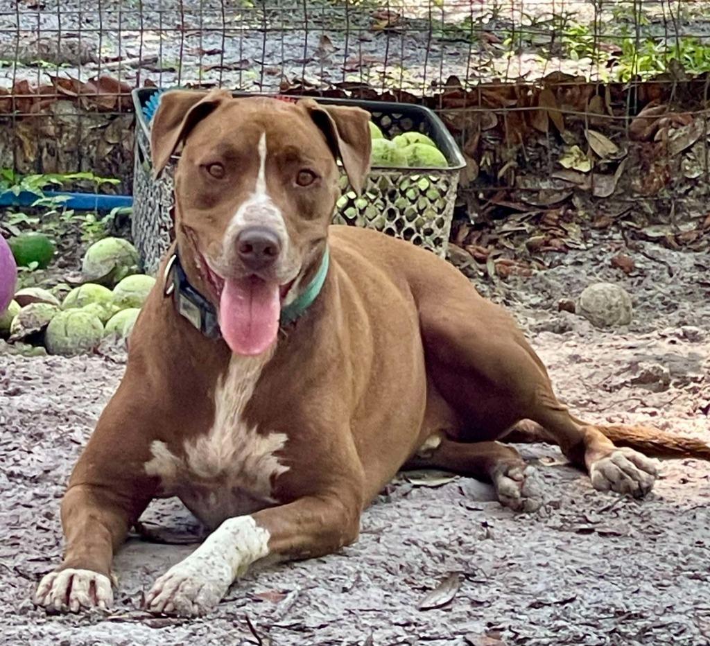 Enlarge Niko, a Adoptable Mixed Breed in St. Augustine, FL image 1/4