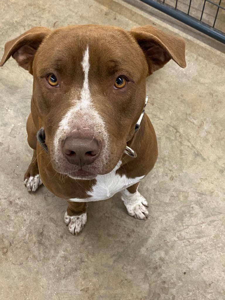 Enlarge Niko, a Adoptable Mixed Breed in St. Augustine, FL image 2/4