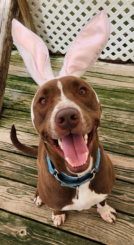 Enlarge Niko, a Adoptable Mixed Breed in St. Augustine, FL image 3/4