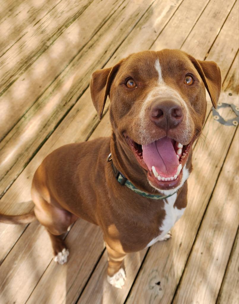 Enlarge Niko, a Adoptable Mixed Breed in St. Augustine, FL image 4/4