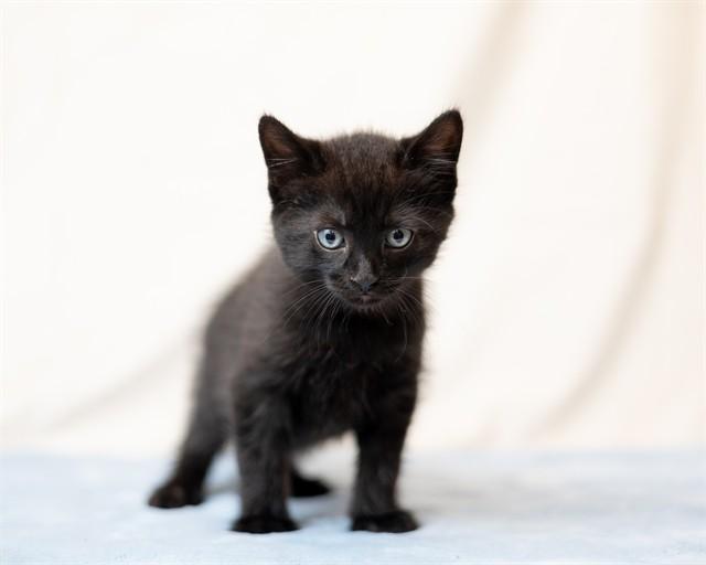 SPUTNIK, Adoptable, Kitten Male Domestic Short Hair.