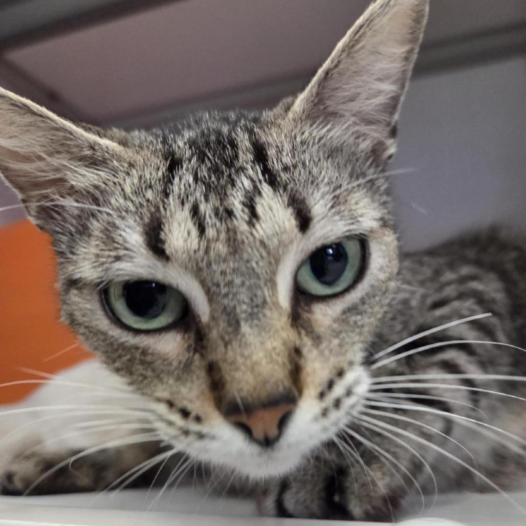 Rosemary, Adoptable, Adult Female Domestic Short Hair.