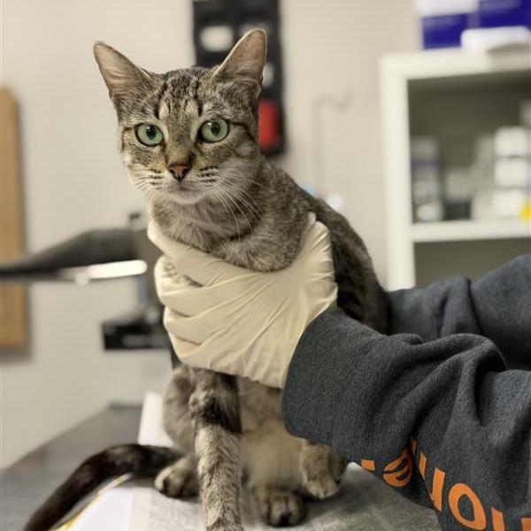 Rosemary, a Adoptable Domestic Short Hair in Houston, TX image 1/2