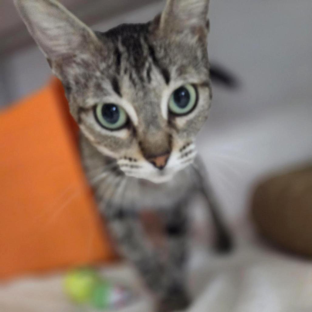 Rosemary, a Adoptable Domestic Short Hair in Houston, TX image 3/6