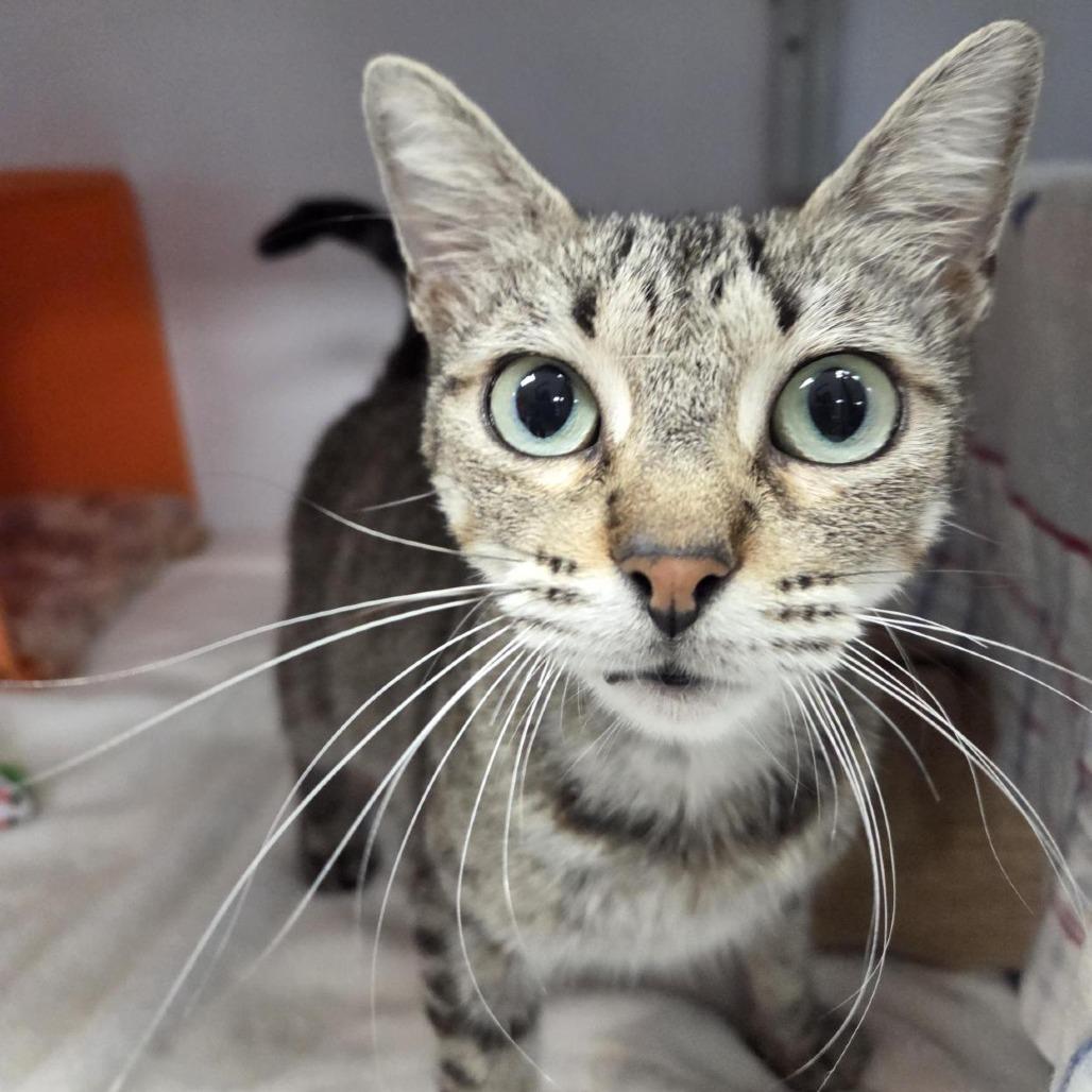 Rosemary, a Adoptable Domestic Short Hair in Houston, TX image 4/6