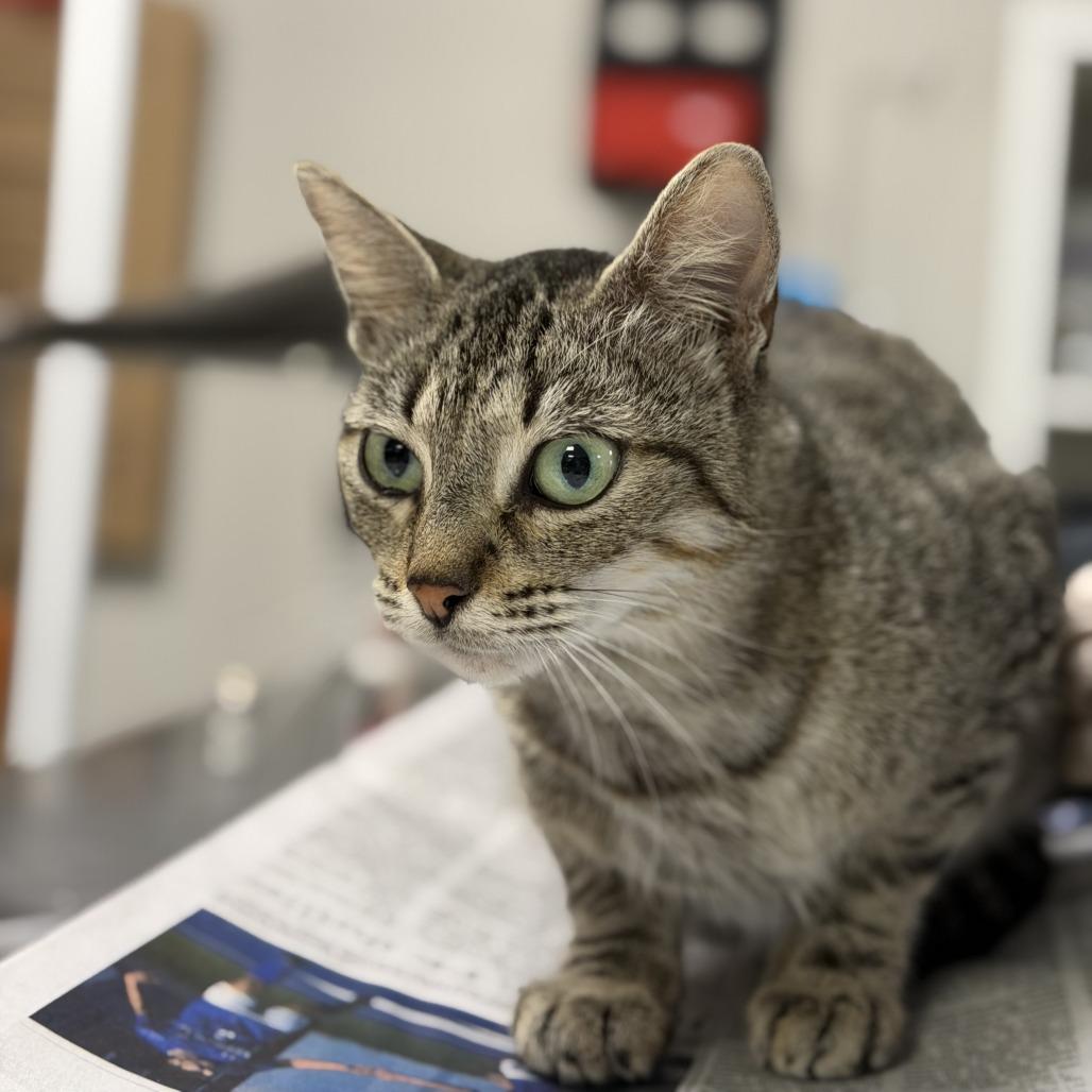 Rosemary, a Adoptable Domestic Short Hair in Houston, TX image 2/2