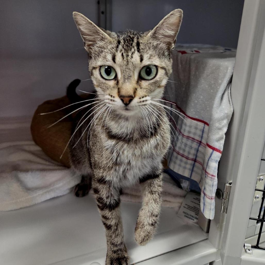 Rosemary, a Adoptable Domestic Short Hair in Houston, TX image 6/6