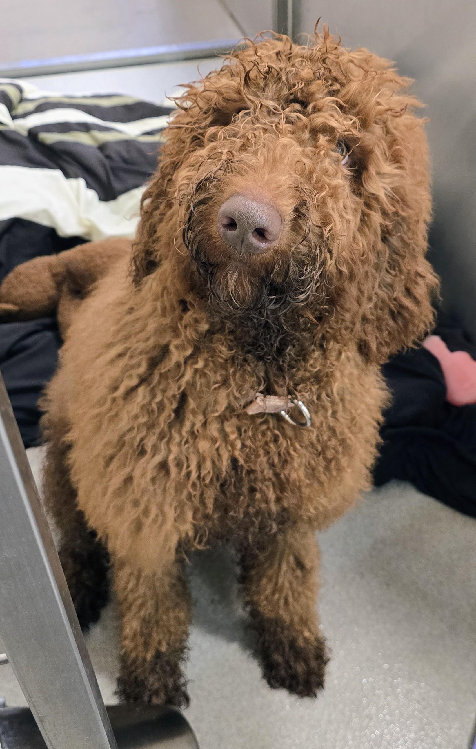 Enlarge 26-62 Teddy, an adopted Goldendoodle in Amityville, NY image 2/2