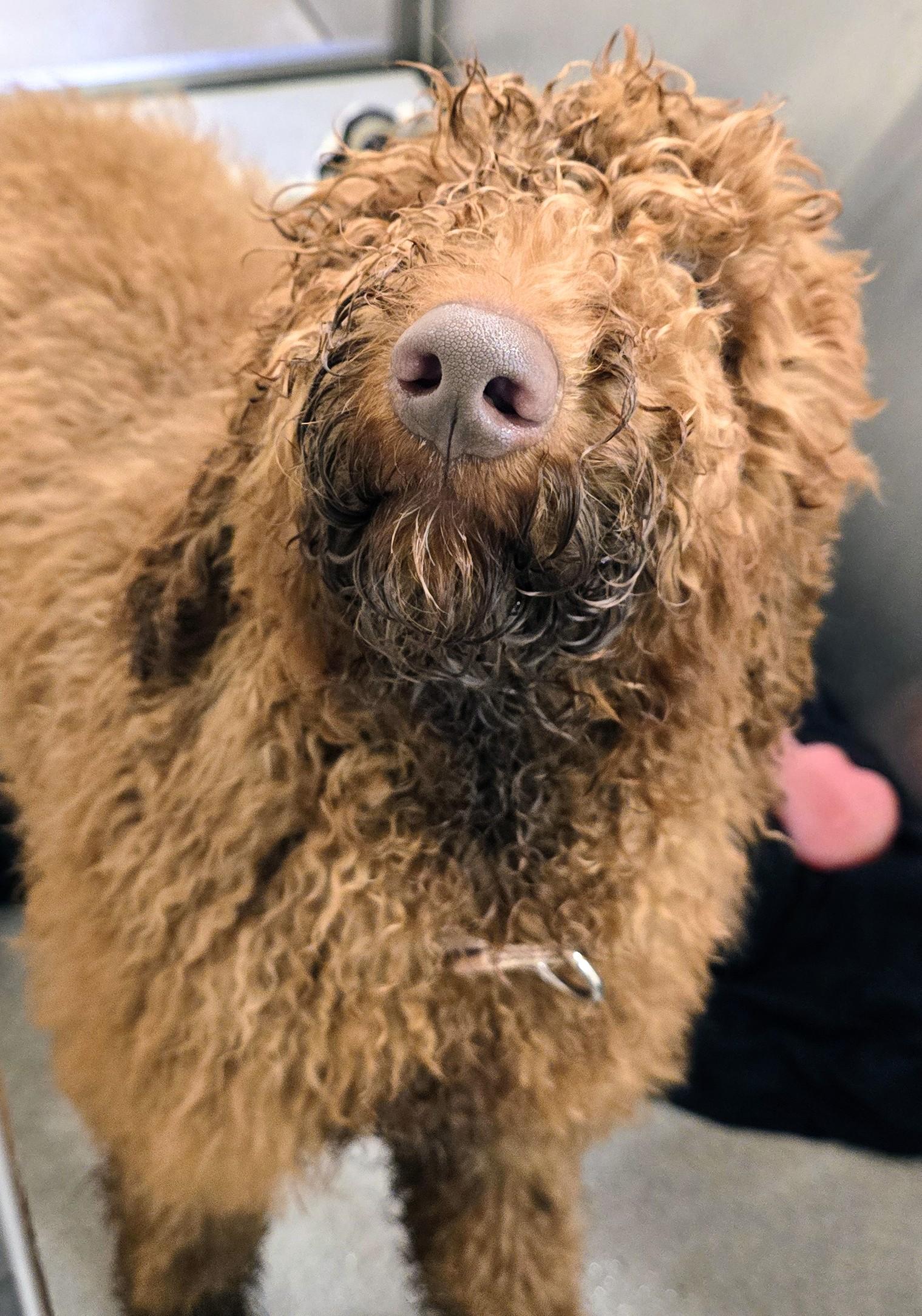 Enlarge 26-62 Teddy, an adopted Goldendoodle in Amityville, NY image 1/2