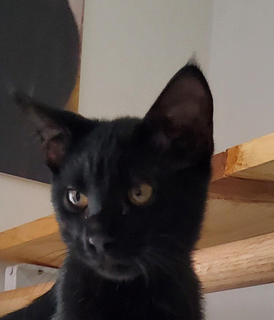 Dos, Adoptable, Young Male Domestic Short Hair.