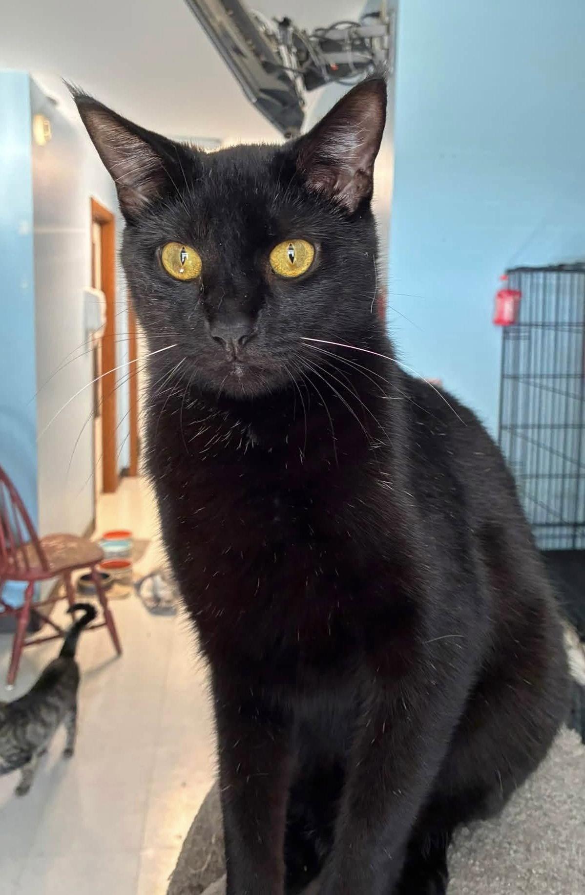 Dos, a Adoptable Domestic Short Hair in Champaign, IL image 2/3