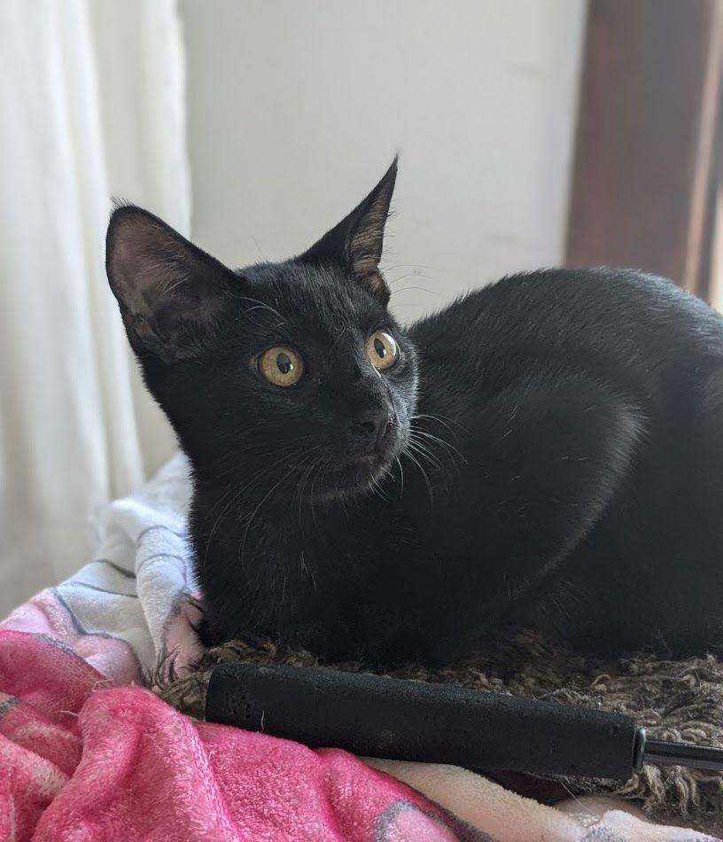 Dos, a Adoptable Domestic Short Hair in Champaign, IL image 3/3