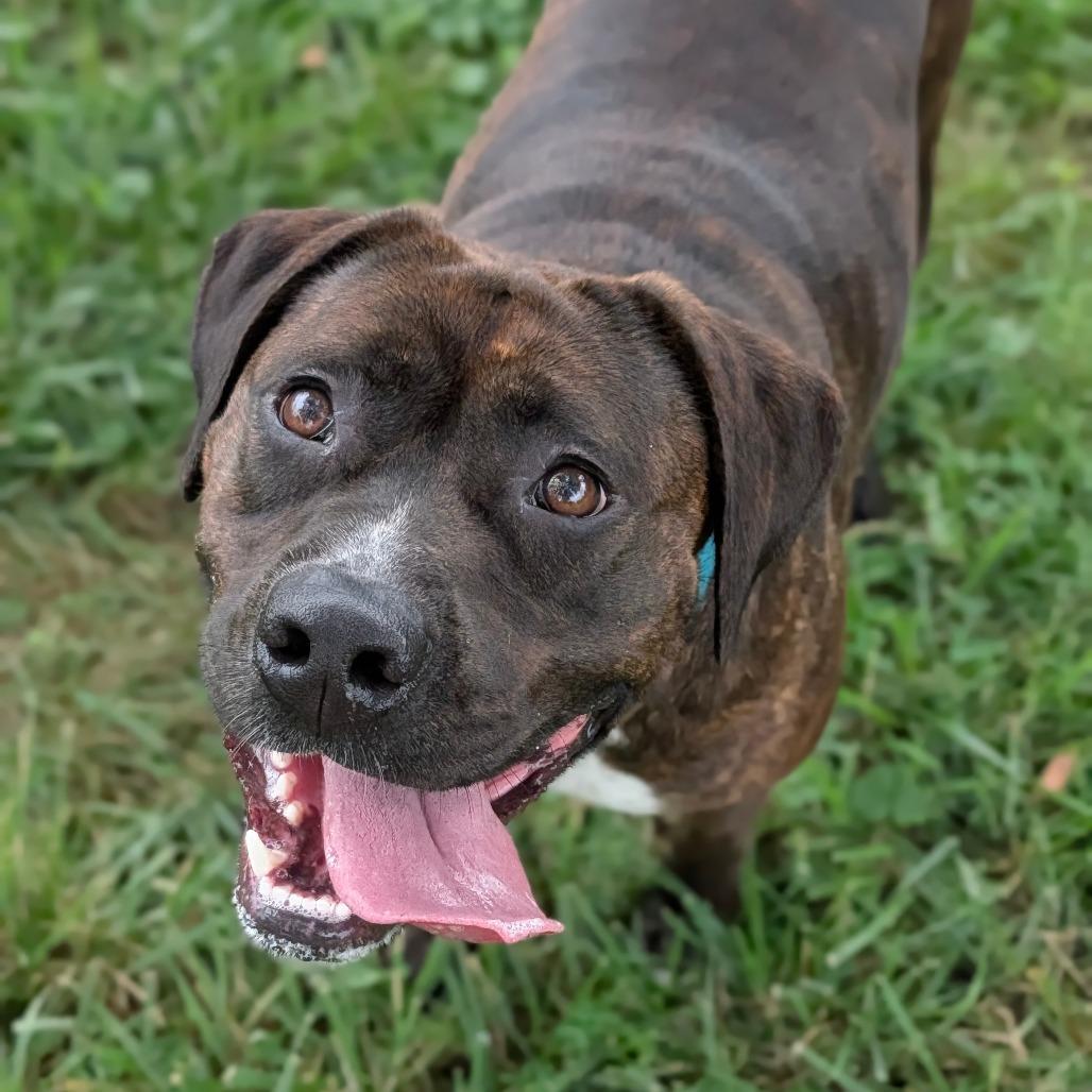 Allie, Adoptable, Adult Female Mixed Breed.