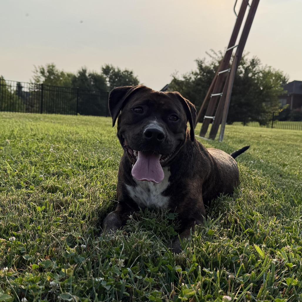 Allie, a Adoptable Mixed Breed in Jeffersonville, IN image 2/4