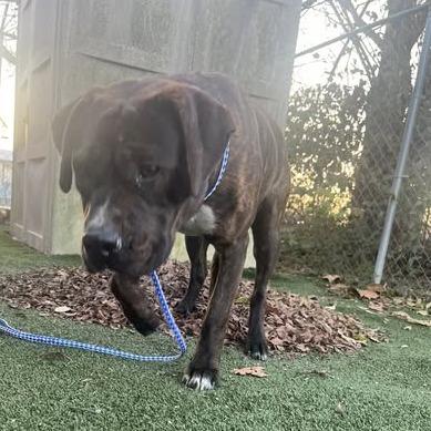 Enlarge Allie, a Adoptable Mixed Breed in Jeffersonville, IN image 1/2