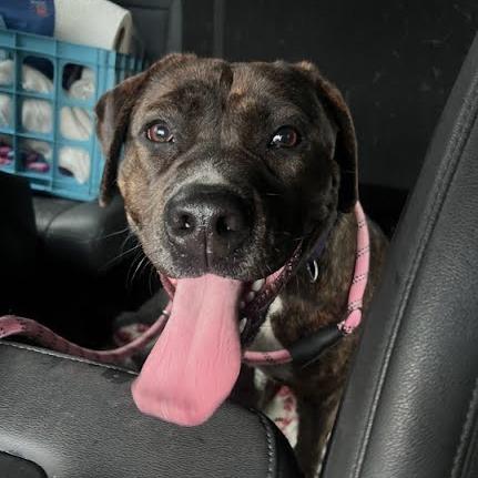 Enlarge Allie, a Adoptable Mixed Breed in Jeffersonville, IN image 2/2