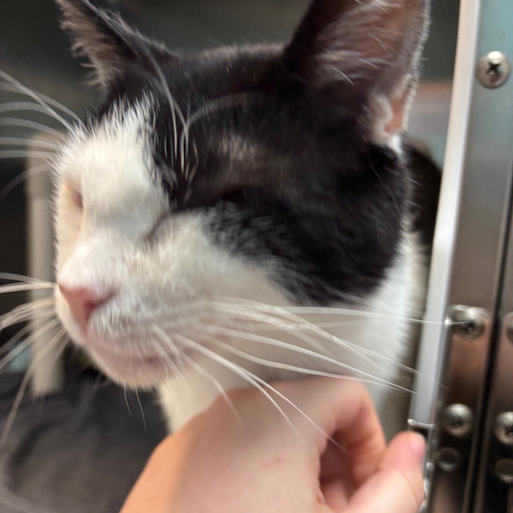 Holland, Adoptable, Adult Male Domestic Short Hair.