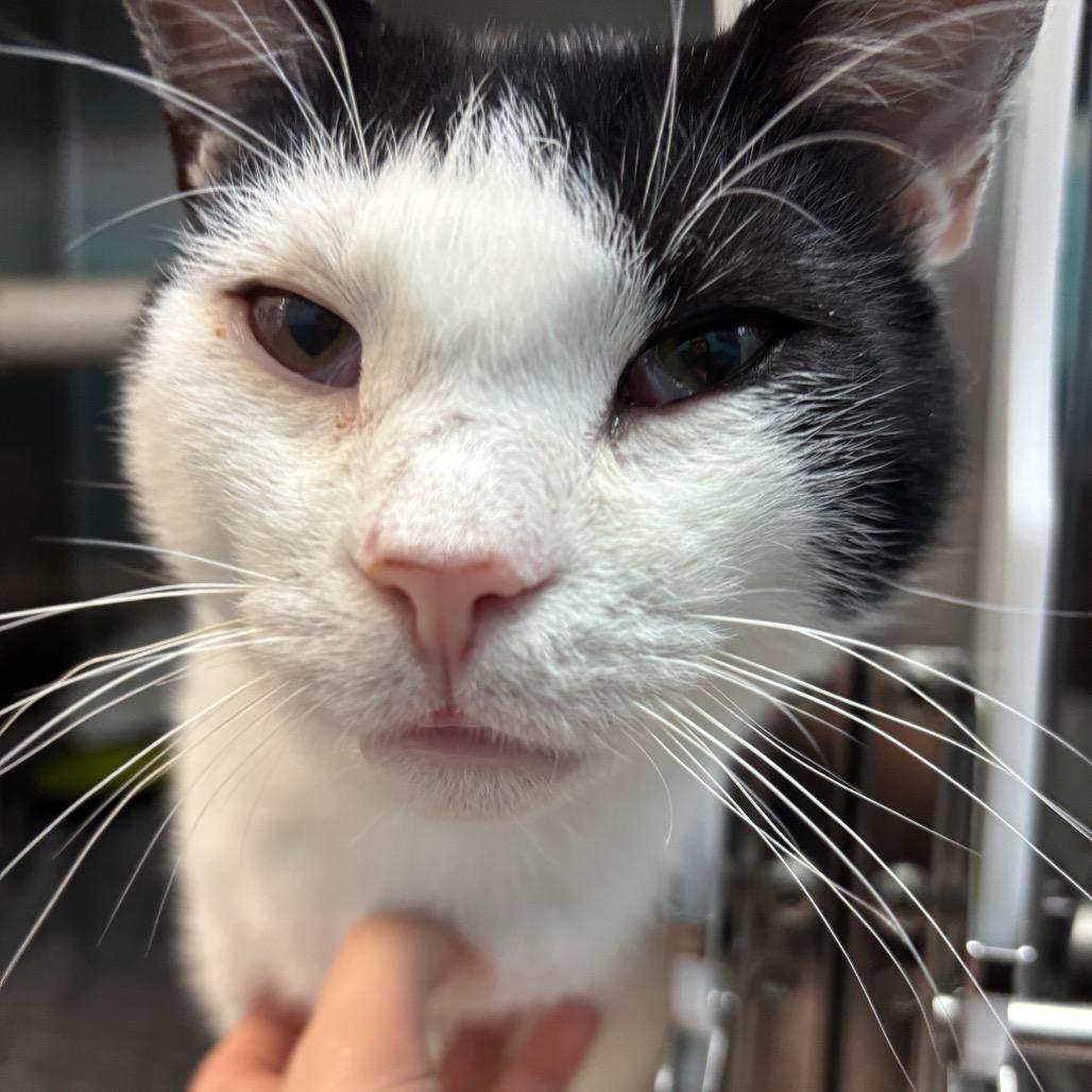 Holland, a Adoptable Domestic Short Hair in Philadelphia, PA image 2/5